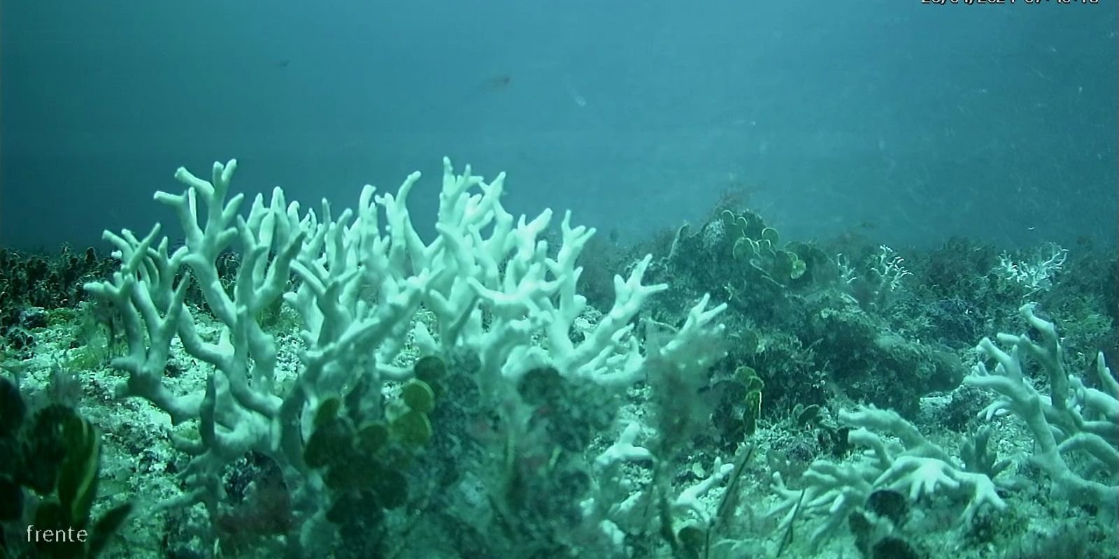 bndes amplia-investimentos-na-protecao-de-corais-e-ilhas-oceanicas