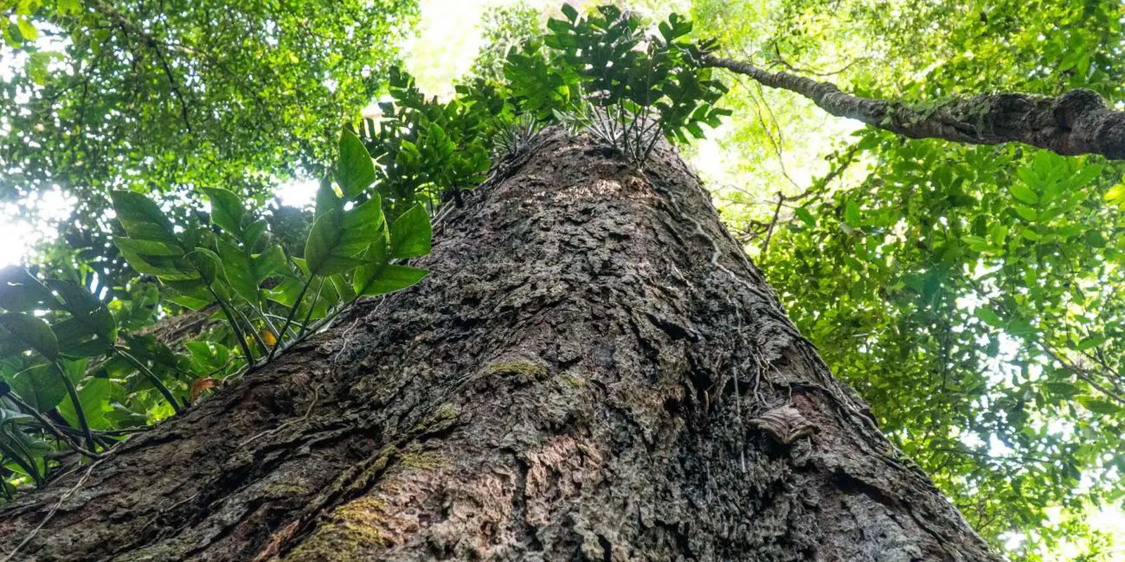 florestas-degradadas-da-amazonia-estao-se-tornando-mais-vulneraveis