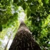 Falta de água pode prejudicar mais as plantas do que o calor