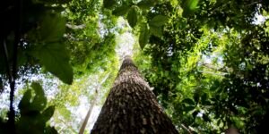 falta-de-agua-pode-prejudicar-mais-as-plantas-do-que-o-calor