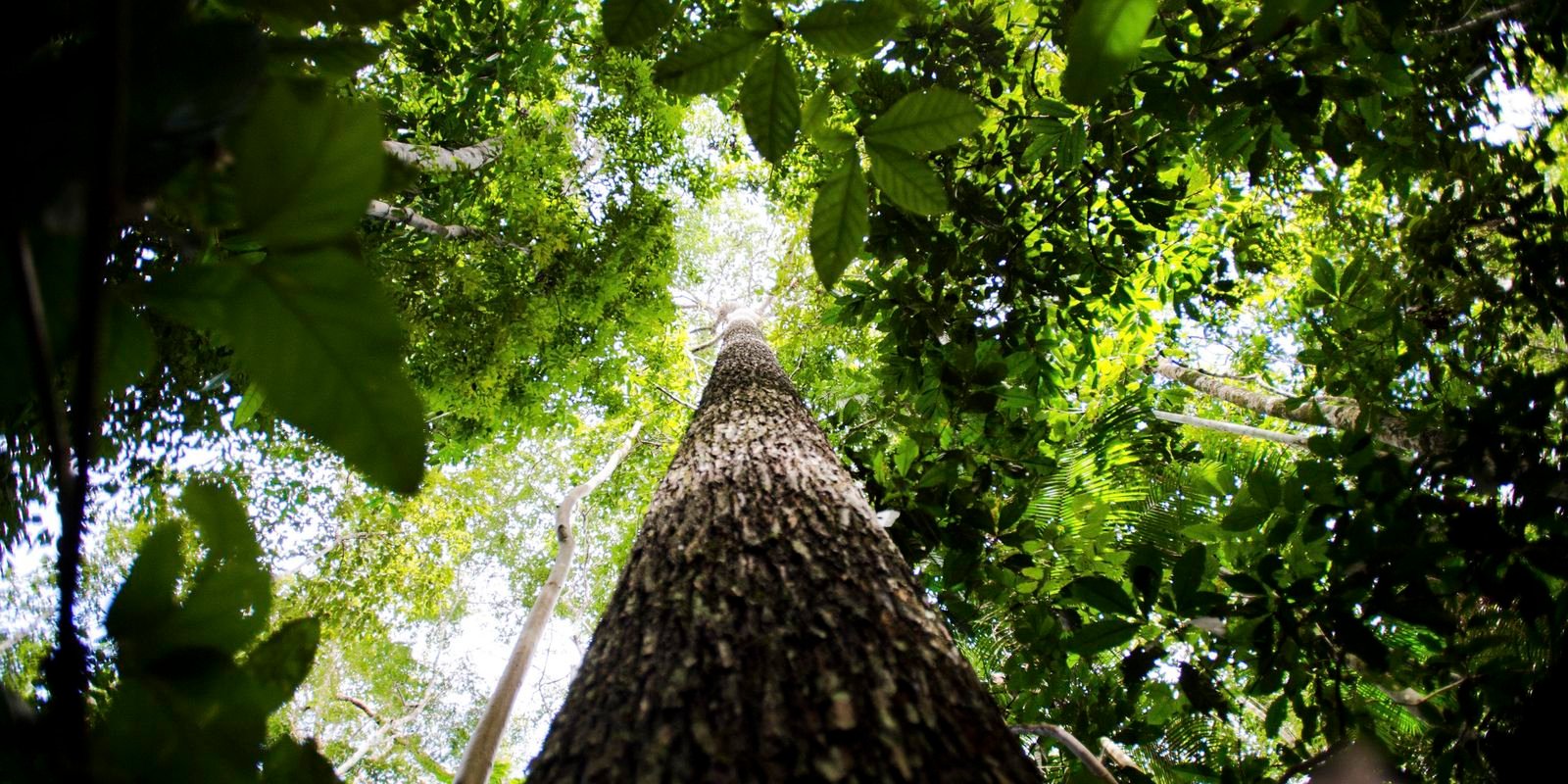 falta-de-agua-pode-prejudicar-mais-as-plantas-do-que-o-calor