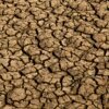 Seca provoca situação de emergência em 123 cidades do RN