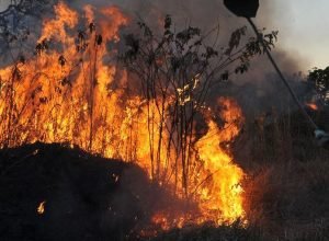forca-nacional-vai-atuar-por-mais-90-dias-na-amazonia-legal-e-pantanal