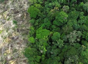 mundo-reduz-em-mais-de-um-terco-perda-de-florestas-tropicais