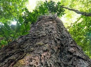 florestas-degradadas-da-amazonia-estao-se-tornando-mais-vulneraveis