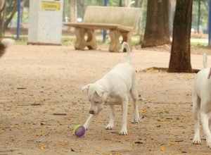 lei-torna-crime-exercicio-ilegal-da-medicina-veterinaria 