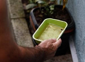 el-nino-pode-aumentar-casos-de-chikungunya-e-dengue-no-brasil