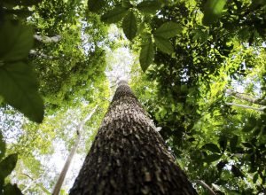 falta-de-agua-pode-prejudicar-mais-as-plantas-do-que-o-calor